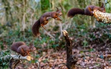 Red Squirrels at The Dingle Anglesey Wales