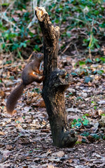 Red Squirrels at The Dingle Anglesey Wales