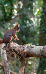 Red Squirrels at The Dingle Anglesey Wales