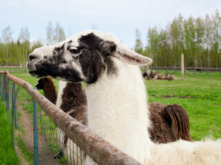 Mini zoo, black, white and brown alpacas and llamas behind the pen. Close-up of the animal
