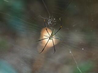 spider on web