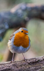 Red Squirrels at The Dingle Anglesey Wales