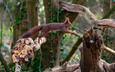 Red Squirrels at The Dingle Anglesey Wales
