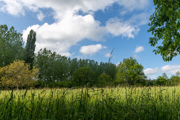 Fototapeta premium grass and blue sky