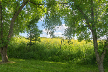 Obraz premium trees in the forest
