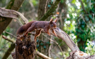 Red Squirrels at The Dingle Anglesey Wales