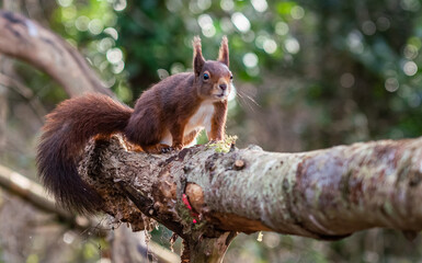 Red Squirrels at The Dingle Anglesey Wales
