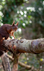 Red Squirrels at The Dingle Anglesey Wales
