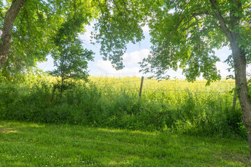 green field and sun