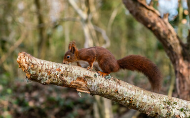 Red Squirrels at The Dingle Anglesey Wales