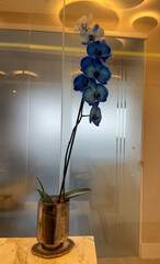A beautiful blue orchid in a stainless steel container in a brightly lit interior