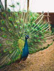 Fototapeta premium In a mini zoo, a peacock spreads its colorful tail behind the enclosure, in a cage. Close-up of the animal. Poultry.