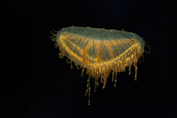 Japanese flower hat jelly isolated on black - 600778823