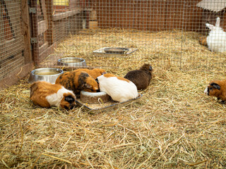Mini zoo, brown sand color, white guinea pigs, caged, animal enclosure. Close-up of the animal. © Aija Freiberga