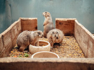Mini zoo, brown sand-colored prairie dog, in a cage, animal enclosure. Close-up of the animal.