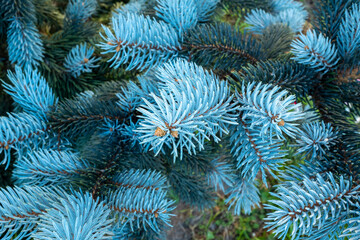 Pine branches with light blue needles, close-up. Natural background from young pine for a poster, calendar, post, screensaver, wallpaper, postcard, banner, cover, website. High quality photo