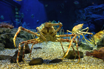 Japanese spider crabs and fishes