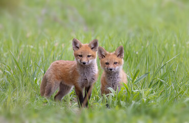 Naklejka na ściany i meble Red fox kits (Vulpes vulpes) playing near the den deep in a meadow in early spring in Canada