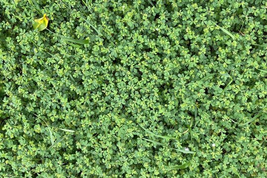 Fresh grassland in a park, the plant probably is Medicago lupulina (black medick, nonesuch)