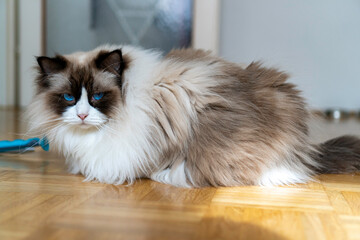 Young adult fluffy white purebred Ragdoll cat with blue eyes, laying on the floor staring at the...