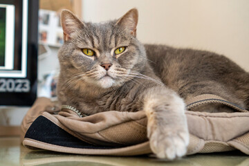 Adult gray Shorthair cat with yellow eyes lying on backpack, staring at the camera.