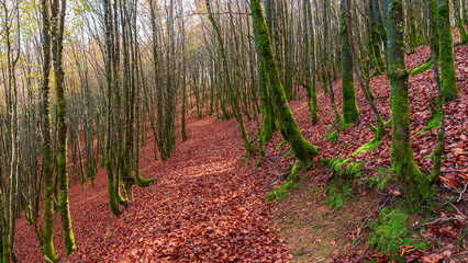 Camins del GR11 - Valle de Baztán