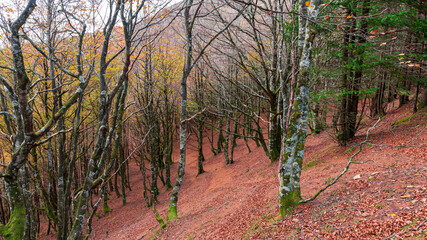 Camins del GR11 - Valle de Baztán