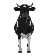 Cow Isolated