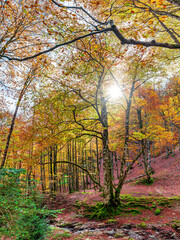 Camins del GR11 - Valle de Baztán