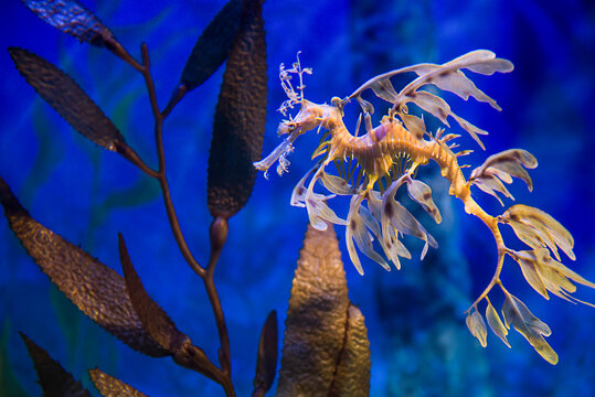 Leafy sea dragon underwater