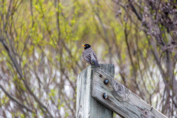 A Young Robin Perched On A Fence Post In Spring