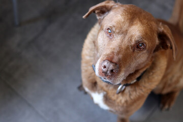 Close up of a brown Labrador Retriever looking at the camera. Selective focus. Pet care concept. 