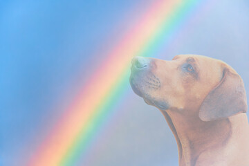 Dog and rainbow Rainbow bridge concept Close-up portrait of Rhodesian ridgeback dog on rainbow...