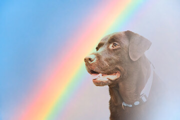 Dog and rainbow Rainbow bridge concept Close-up portrait of Labrador Retriever dog on rainbow background - obrazy, fototapety, plakaty