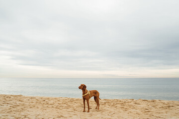 Dog brown Vizsla stands on the shore on the sand on the beach intently looks into the distance waiting for the owner. Atmospheric cloudy sky and sea on the background. Horizontal landscape composition