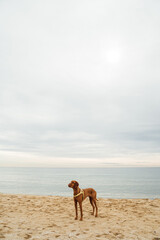 Tall dog brown Vizsla stands on the shore on the sand on the beach intently looks into the distance waiting for the owner. Atmospheric cloudy sky and sea on the background. Vertical composition