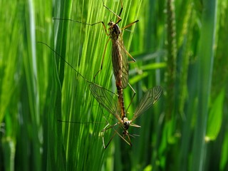 Deux insectes dans un champ de blé en gros plan.