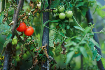 Close up of tomatoes growing in the garden.