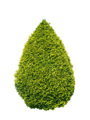 Lush green and yellow thuja conical shrub isolated transparent png