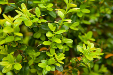 Obraz premium Boxwood background. Natural texture from green buxus leaves for publication, design, poster, calendar, post, screensaver, wallpaper, postcard, banner, cover, website. High quality photo