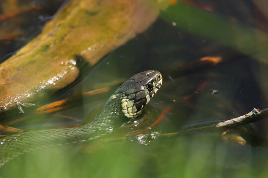 Ringelnatter Serie 2/2