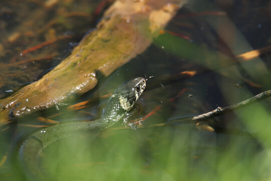 Ringelnatter beim schwimmen Serie 1/2