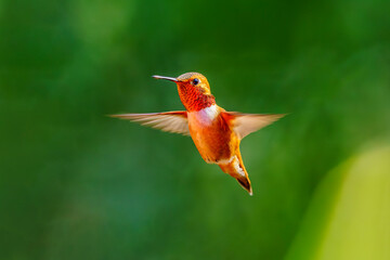 Rufous Hummingbird (Selasphorus rufus)