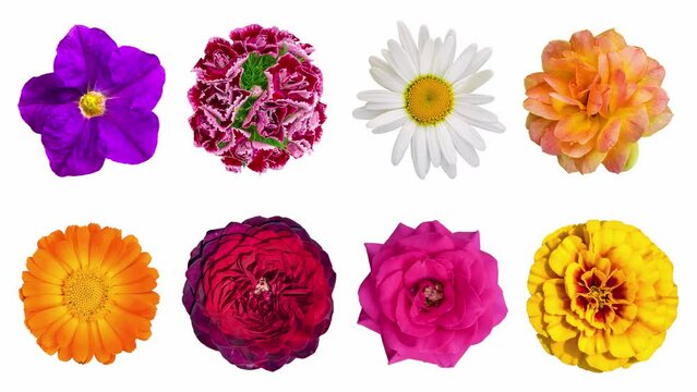 Garden flower heads turn around their axis, isolated on a white background. Floral pattern from various flowers. Rose, calendula, chamomile, marigold, petunia, dahlia, kosmeya. Animated 4K video.