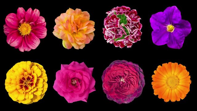Heads of garden flowers rotate around their axis, isolated on a black background. Floral pattern from various flowers. Rose, calendula, marigold, petunia, dahlia, kosmeya. Animated 4K video.