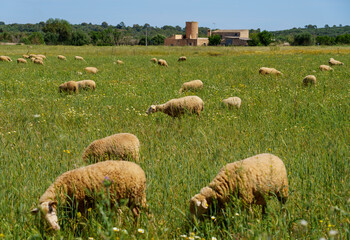 flock of sheep in a green field, Campos, Majorca, Balearic Islands, Spain - Powered by Adobe