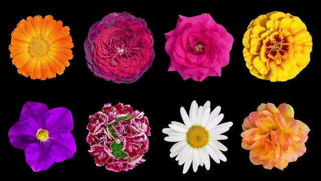 Heads of garden flowers rotate around their axis, isolated on a black background. Floral pattern from various flowers. Rose, calendula, chamomile, marigold, petunia, dahlia, kosmeya. Animated 4K video