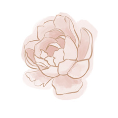 Hand drawn peony pink flower. Vector illustration.	