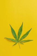 Weed, cannabis, hemp, marijuana leaf on colorful background.