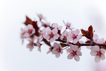 The plum blossom